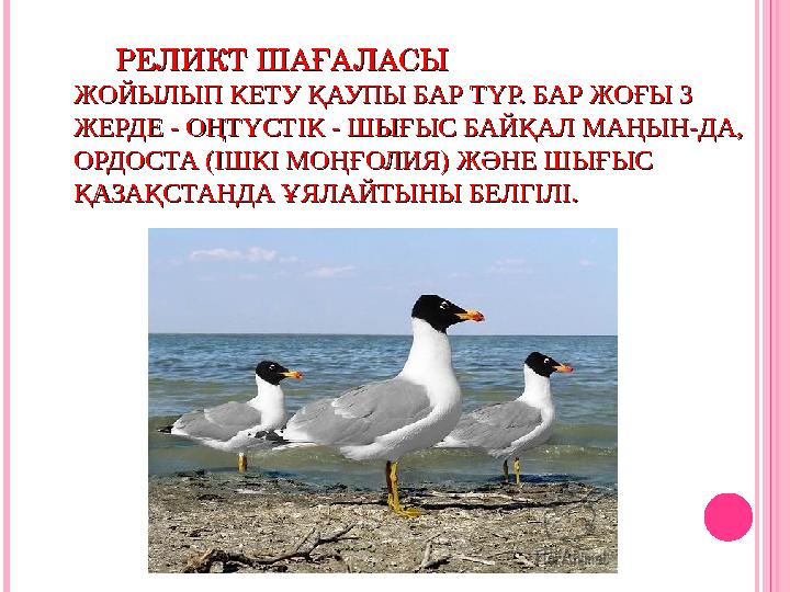 РЕЛИКТ ШАҒАЛАСЫРЕЛИКТ ШАҒАЛАСЫ ЖОЙЫЛЫП КЕТУ ҚАУПЫ БАР ТҮР. БАР ЖОҒЫ 3 ЖОЙЫЛЫП КЕТУ ҚАУПЫ БАР ТҮР. БАР ЖОҒЫ 3 ЖЕРДЕ