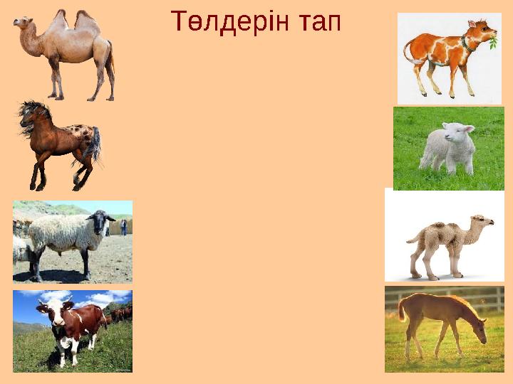Төлдерін тап