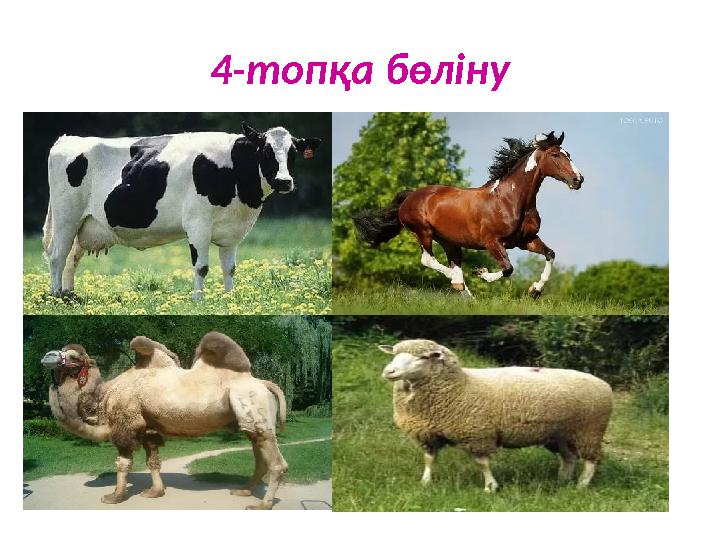 4-топқа бөліну