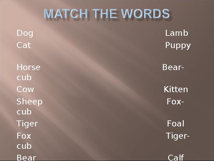 Dog Lamb Cat Puppy