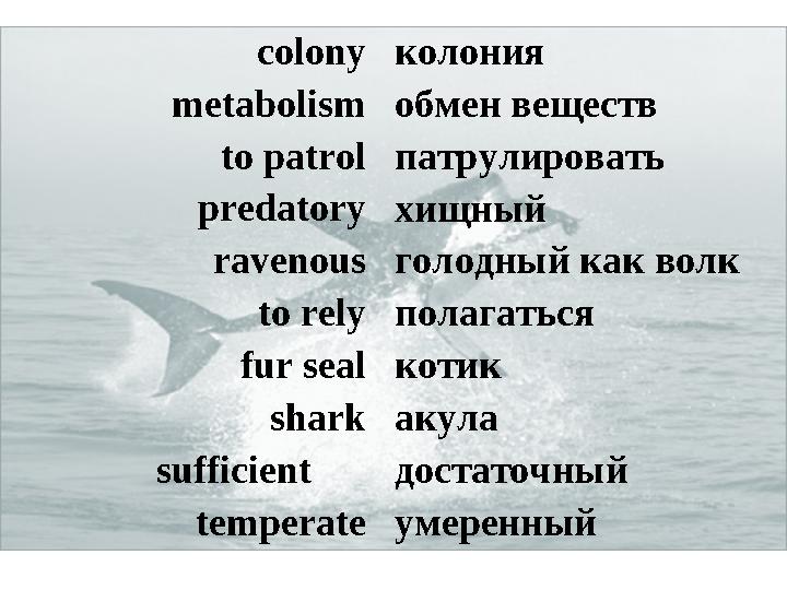 colony metabolism to patrol predatory ravenous to rely fur seal shark sufficient temperate колония обмен веществ патрулировать х