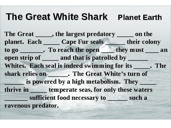 The Great _____, the largest predatory _____ on the planet. Each _____ Cape Fur seals ______ their colony to go _______. To