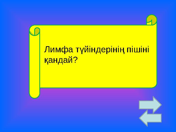 Лимфа түйіндерінің пішіні қандай?