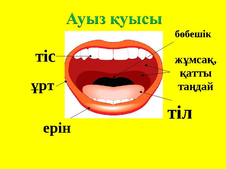 ерін ұрт жұмсақ, қатты таңдай тіл тіс бөбешік ерін ұрт жұмсақ, қатты таңдай тіл тіс бөбешік