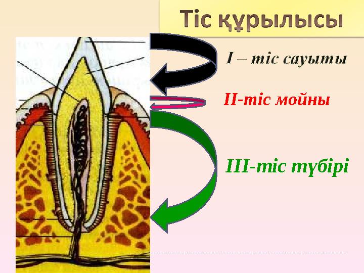 III-тіс түбірі II-тіс мойны III-тіс түбірі II-тіс мойны