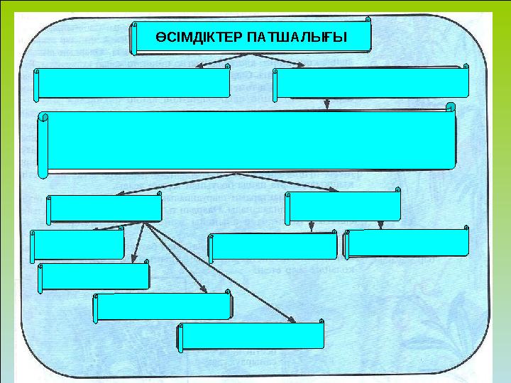 ӨСІМДІКТЕР ПАТШАЛЫҒЫ