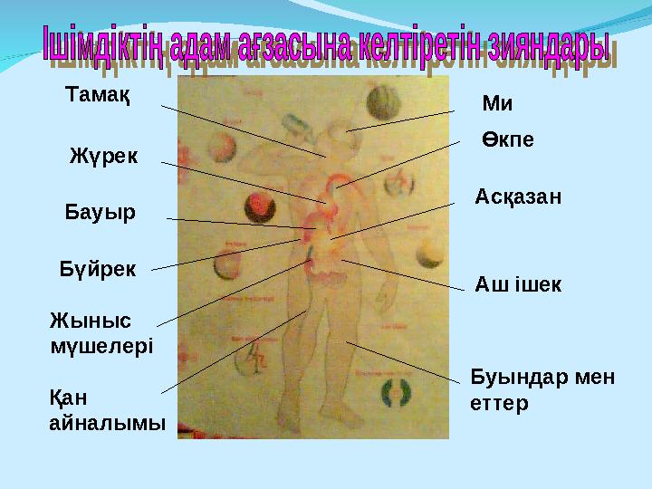 Ми Өкпе Асқазан Аш ішек Буындар мен еттерТамақ Жүрек Бауыр Бүйрек Жыныс мүшелері Қан айналымы