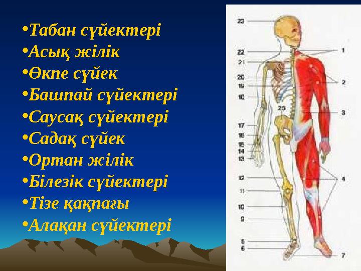 • Табан сүйектері • Асық жілік • Өкпе сүйек • Башпай сүйектері • Саусақ сүйектері • Садақ сүйек • Ортан жілік • Білезік сүйекте