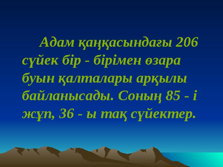 Адам қаңқасындағы 206 сүйек бір - бірімен өзара буын қалталары арқылы байланысады. Соның 85 - і жұп, 36 - ы тақ сүйе