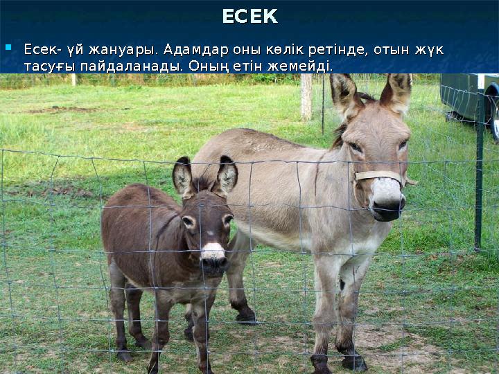 Орыс порносы: Анасы ұлына есекке қол тигізуге рұқсат берді, ал ол өз мүшесін ішке кіргізді