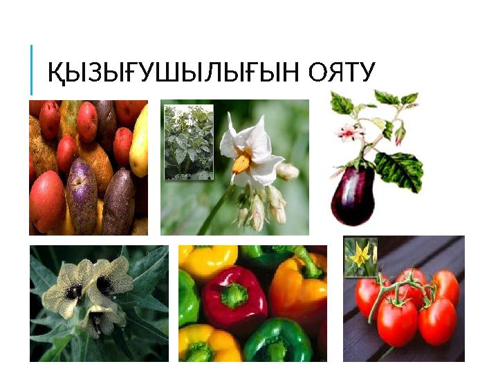 ҚЫЗЫҒУШЫЛЫҒЫН ОЯТУ