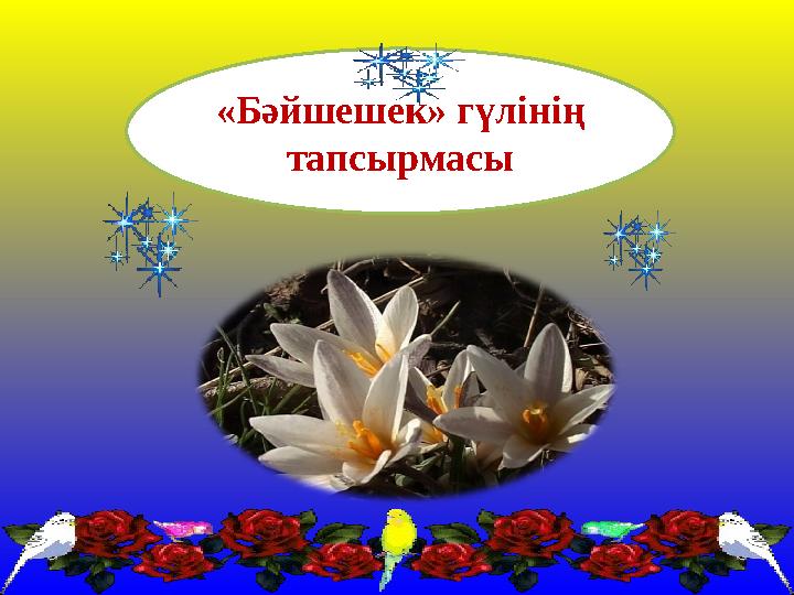 «Бәйшешек» гүлінің тапсырмасы