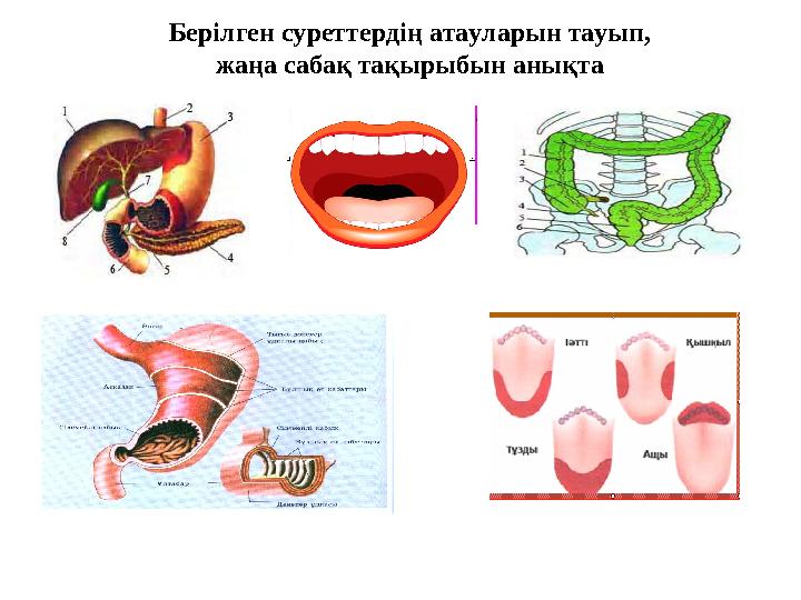 Берілген суреттердің атауларын тауып, жаңа сабақ тақырыбын анықта