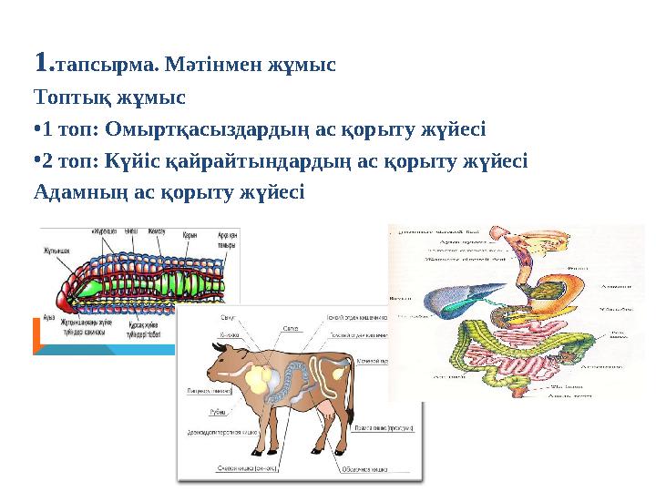 1. тапсырма. Мәтінмен жұмыс Топтық жұмыс • 1 топ: Омыртқасыздардың ас қорыту жүйесі • 2 топ: Күйіс қайрайтындардың ас қорыту ж