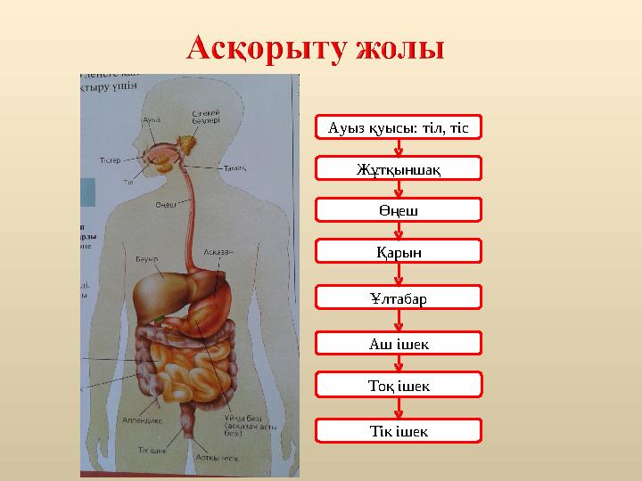 Тоқ ішекАуыз қуысы: тіл, тіс Жұтқыншақ Өңеш Қарын Ұлтабар Аш ішек Тік ішек