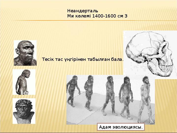 Тесік тас үңгірінен табылған бала. Неандерталь Ми көлемі 1400-1600 см 3 Адам эволюциясы.