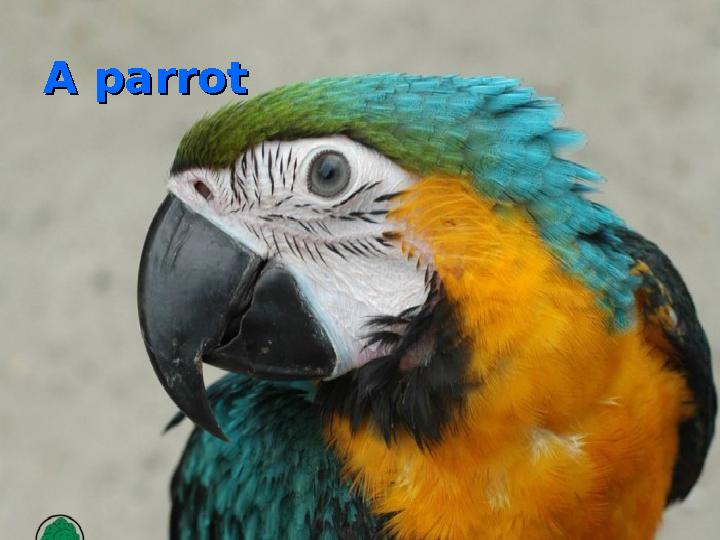 A parrotA parrot