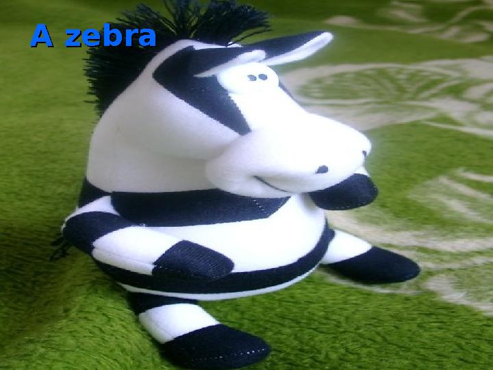 A zebraA zebra