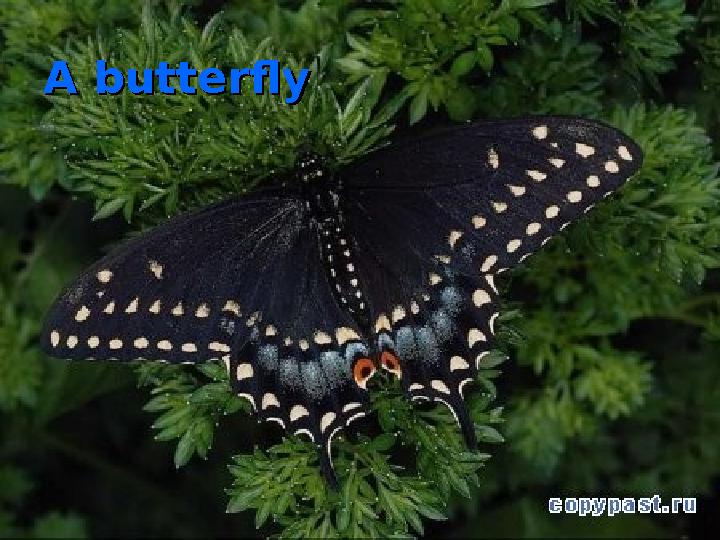A butterflyA butterfly