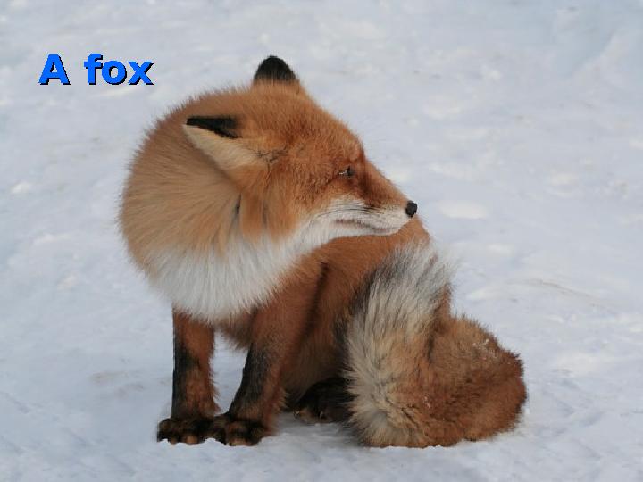 A foxA fox