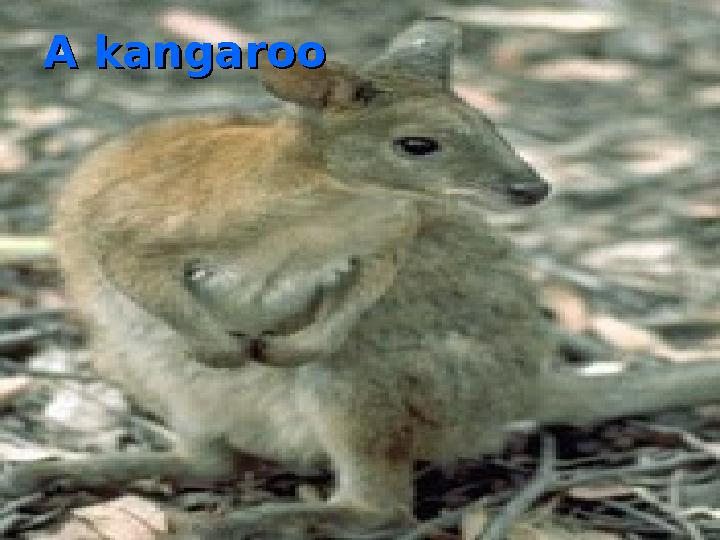 A kangarooA kangaroo