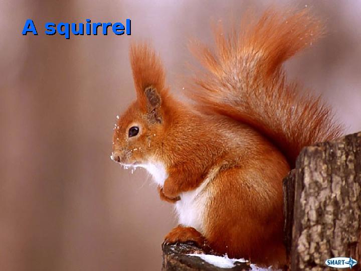 A squirrelA squirrel