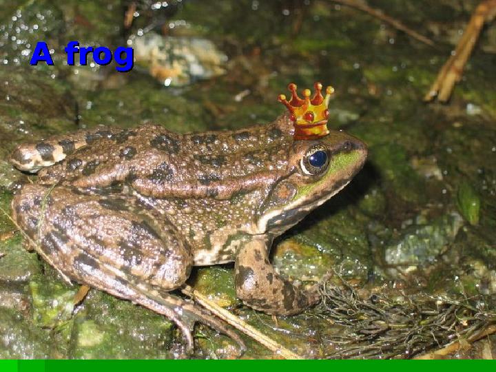 A frogA frog