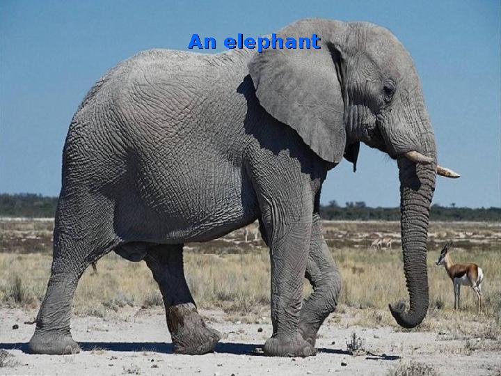 An elephant An elephant