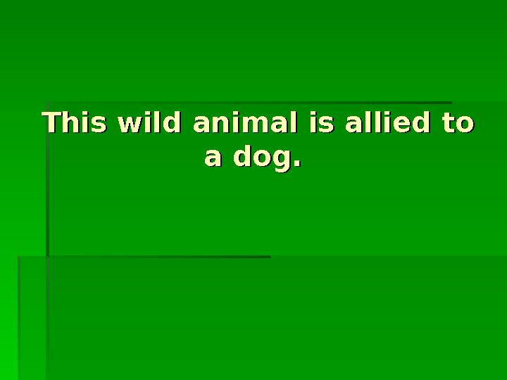 This wild animal is allied to This wild animal is allied to a dog.a dog.