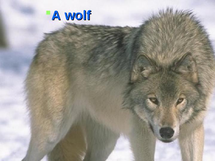 A wolfA wolfA wolfA wolf