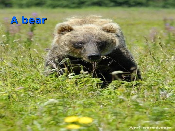 A bearA bear