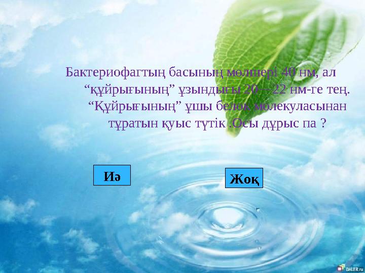 Бактериофагтың басының мөлшері 40 нм, ал “құйрығының” ұзындығы 20—22 нм-ге тең. “Құйрығының” ұшы белок молекуласынан тұраты