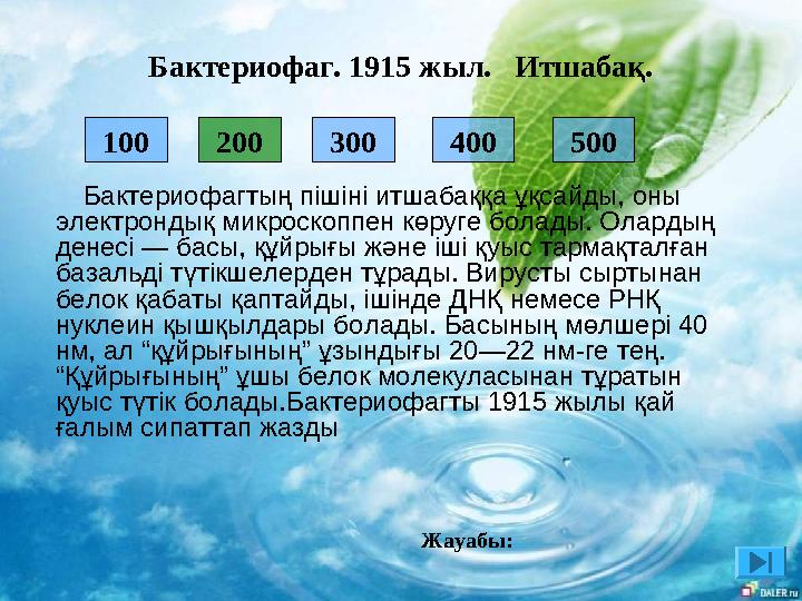 300 400 500 100 200 Бактериофагтың пішіні итшабаққа ұқсайды, оны электрондық микроскоппен көруге болады. Олардың денес