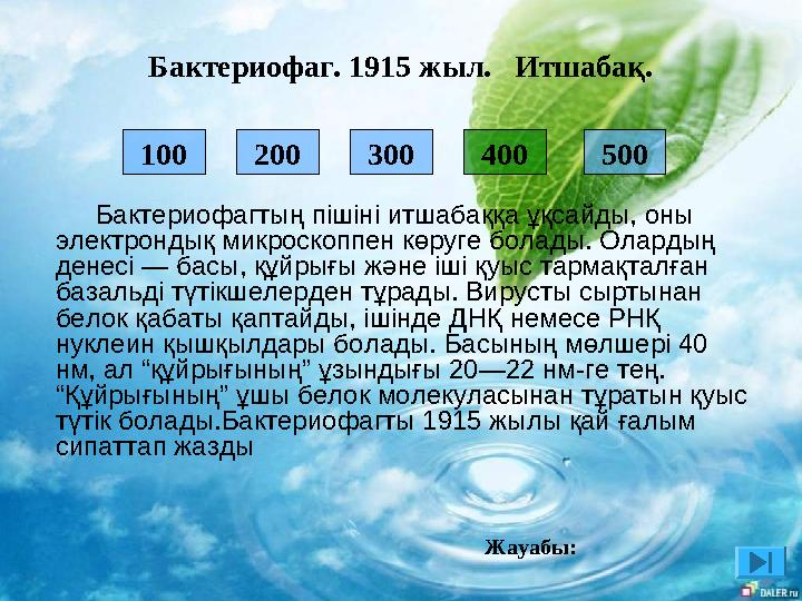 200 300 500 100 400 Бактериофагтың пішіні итшабаққа ұқсайды, оны электрондық микроскоппен көруге болады. Олардың ден