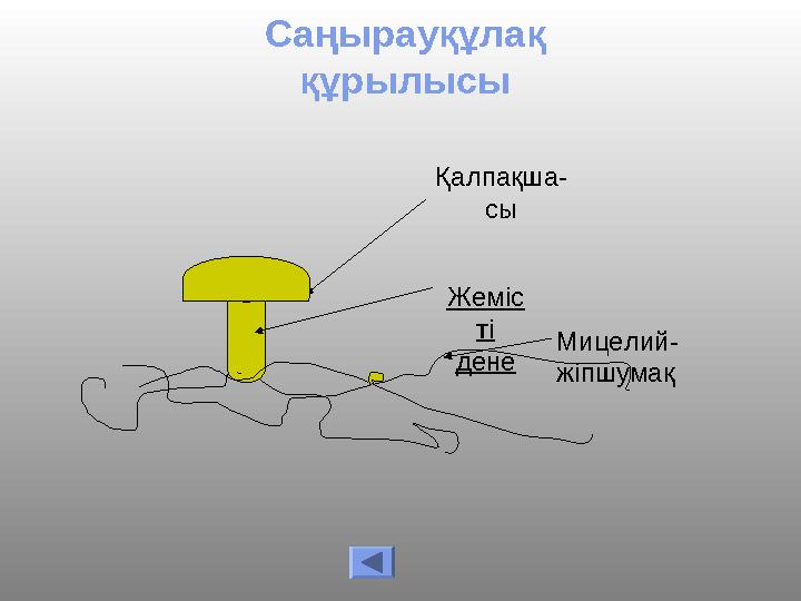 Саңырауқұлақ құрылысы Қалпақша- сы Мицелий- жіпшумақ Жеміс ті дене