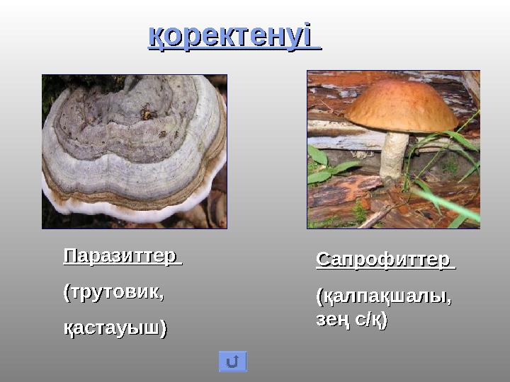қоректенуі қоректенуі Сапрофиттер Сапрофиттер (қалпақшалы, (қалпақшалы, зең с/қ)зең с/қ) Паразиттер Паразиттер (трутовик, (т