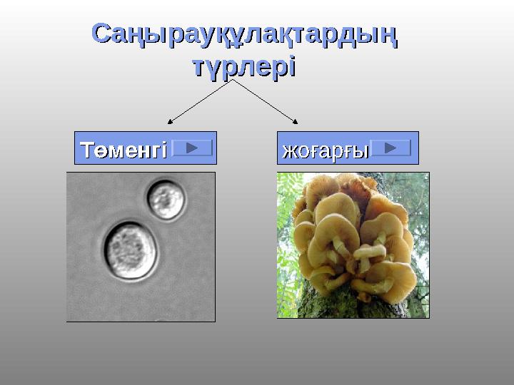 Саңырауқұлақтардың Саңырауқұлақтардың түрлерітүрлері ТөменгіТөменгі жоғарғыжоғарғы