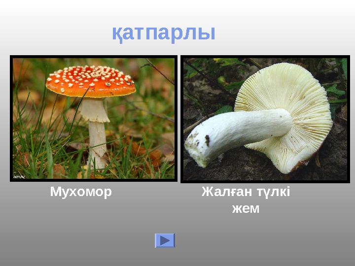 қатпарлы Мухомор Жалған түлкі жем