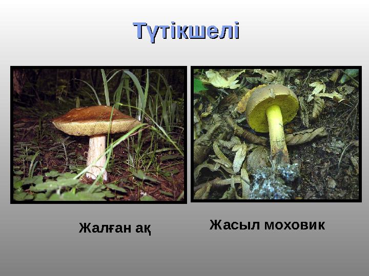 ТүтікшеліТүтікшелі Жалған ақ Жасыл моховик