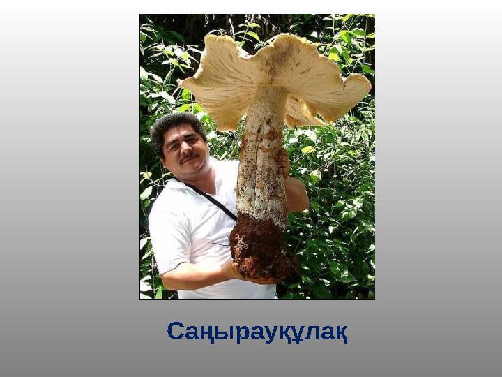 Саңырауқұлақ