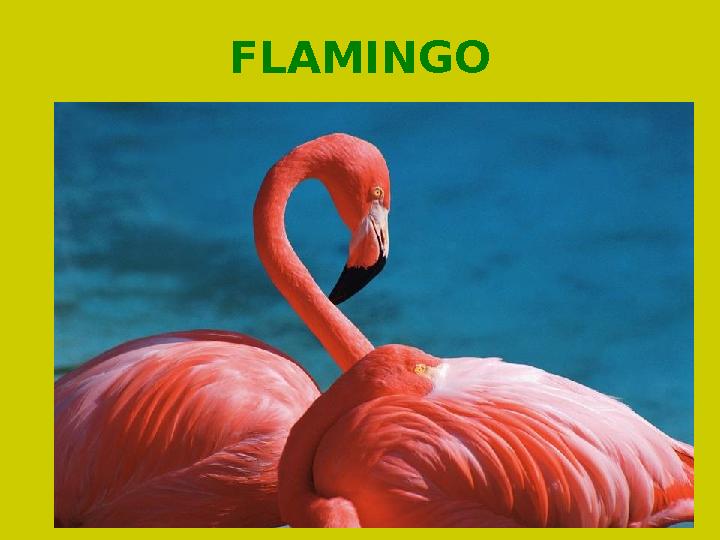 FLAMINGO
