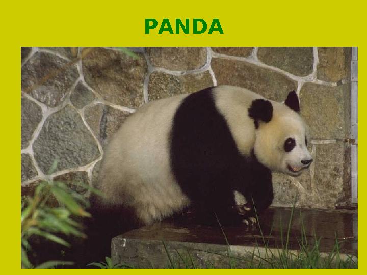PANDA
