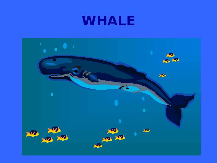 WHALE