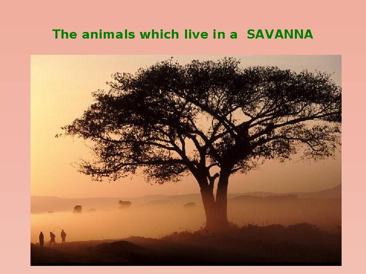 The animals which live in a SAVANNA