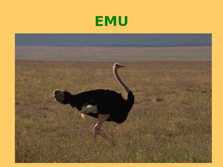 EMU