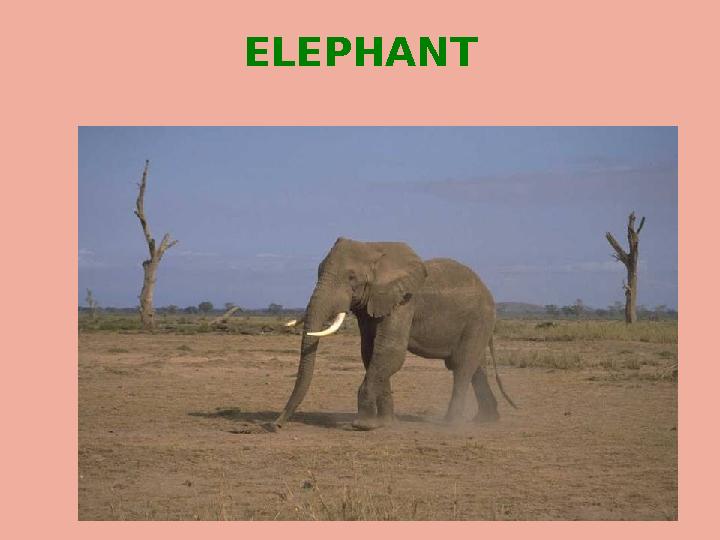 ELEPHANT