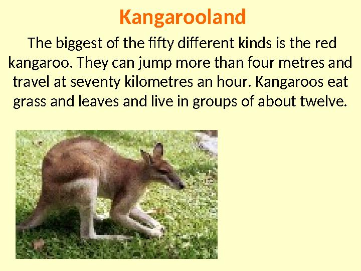 Kangarooland The biggest of the fifty different kinds is the red kangaroo. They can jump more than four metres and travel at