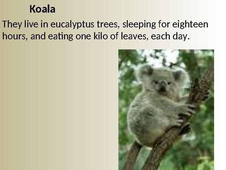 Koala They live in eucalyptus trees, sleeping for eighteen hours, and eating one kilo of leaves, each day.