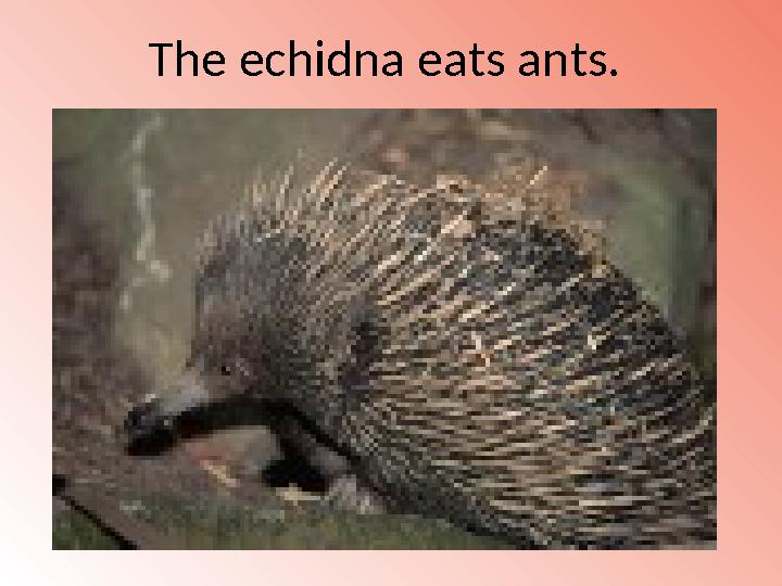 The echidna eats ants.