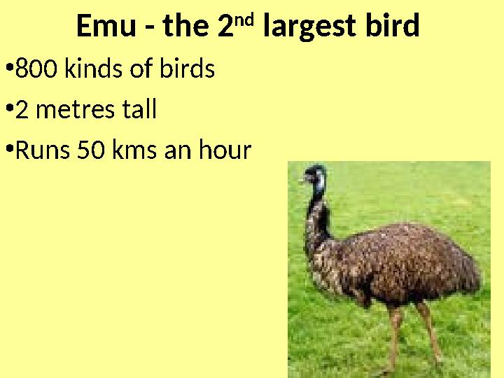 Emu - the 2 nd largest bird •800 kinds of birds •2 metres tall •Runs 50 kms an hour